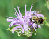 Monarda fistulosa |  Wild Bergamot | 1000_Seeds
