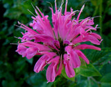 Monarda media | Purple Bergamot | 1000_Seeds