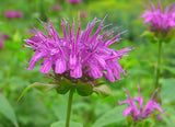 Monarda media | Purple Bergamot | 1000_Seeds