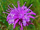 Monarda media | Purple Bergamot | 1000_Seeds