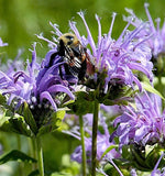 Monarda media | Purple Bergamot | 1000_Seeds