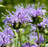 Monarda media | Purple Bergamot | 1000_Seeds