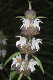 Monarda pectinata | Pony Beebalm | Plains Lemon | Miners Lettuce | 100_Seed