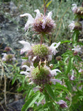 Monarda pectinata | Pony Beebalm | Plains Lemon | Miners Lettuce | 100_Seed