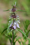 Monarda pectinata | Pony Beebalm | Plains Lemon | Miners Lettuce | 100_Seed
