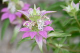 Monarda punctata | Dotted Horsemint | Spotted Bee Balm | 500_Seeds