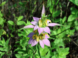 Monarda punctata | Dotted Horsemint | Spotted Bee Balm | 500_Seeds