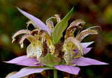 Monarda punctata | Dotted Horsemint | Spotted Bee Balm | 500_Seeds