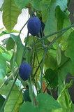 Passiflora morifolia | Woodland Passion Flower | Blue Sweet Calabash | 5_Seeds