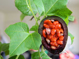 Passiflora morifolia | Woodland Passion Flower | Blue Sweet Calabash | 5_Seeds