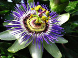 Passiflora morifolia | Woodland Passion Flower | Blue Sweet Calabash | 5_Seeds
