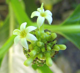 Morinda citrifolia | Beach & Indian Mulberry | Cheese Fruit | Noni | 20_Seeds