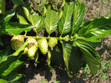 Morinda citrifolia | Beach & Indian Mulberry | Cheese Fruit | Noni | 20_Seeds