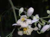 Moringa oleifera | Horseradish Ben Oil Benzoil Drumstick Tree | 10_Seeds