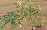 Moringa oleifera | Horseradish Ben Oil Benzoil Drumstick Tree | 10_Seeds
