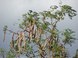 Moringa oleifera | Horseradish Ben Oil Benzoil Drumstick Tree | 10_Seeds