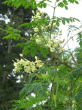 Moringa oleifera | Horseradish Ben Oil Benzoil Drumstick Tree | 10_Seeds