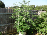 Moringa oleifera PKM1 | Drumstick & Horseradish & Benzoil Tree | 5_Seeds