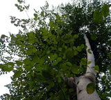 Moringa oleifera PKM1 | Drumstick & Horseradish & Benzoil Tree | 5_Seeds
