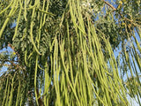 Moringa oleifera ODC | 5_Seeds