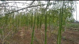 Moringa oleifera ODC | 5_Seeds