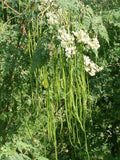 Moringa oleifera ODC | 5_Seeds