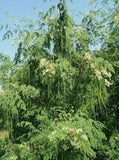Moringa oleifera ODC | 5_Seeds