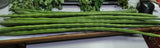 Moringa oleifera ODC | 5_Seeds