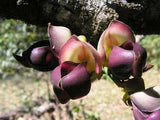 Mucuna macrocarpa | Rusty Leaf Muunai | 10_Seeds