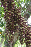Mucuna macrocarpa | Rusty Leaf Muunai | 10_Seeds