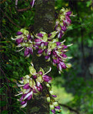 Mucuna macrocarpa | Rusty Leaf Muunai | 10_Seeds