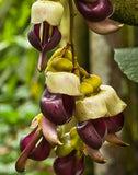 Mucuna macrocarpa | Rusty Leaf Muunai | 10_Seeds
