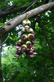 Mucuna macrocarpa | Rusty Leaf Muunai | 10_Seeds
