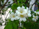 Murraya paniculata | Mock Orange Jasmine | Satinwood | 10_Seeds
