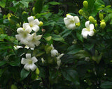 Murraya paniculata | Mock Orange Jasmine | Satinwood | 10_Seeds