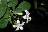 Murraya paniculata | Mock Orange Jasmine | Satinwood | 10_Seeds