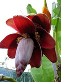Musa balbisiana | Wild Banana | 10_Seeds