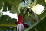 Musa balbisiana | Wild Banana | 10_Seeds