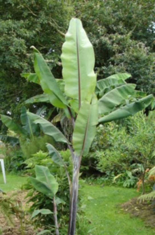 Musa nagensium | 10_Seeds – Butterfly Garden Seeds