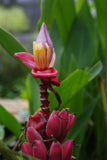 Musa velutina | Hairy  Pink Banana | 10_Seeds