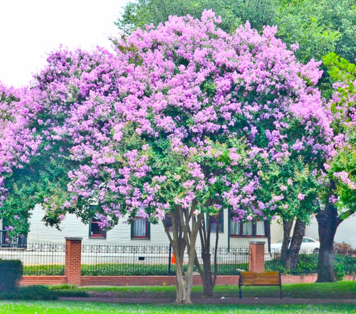 Lagerstroemia fauriei | Crape Myrtle Muskogee| 50_Seeds – Butterfly Garden  Seeds, image size:1170x1034