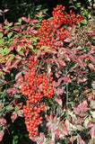 Nandina domestica | Sacred Heavenly Bamboo | 10_Seeds