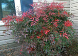 Nandina domestica | Sacred Heavenly Bamboo | 10_Seeds