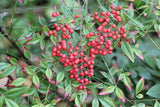 Nandina domestica | Sacred Heavenly Bamboo | 10_Seeds