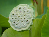 Nelumbo nucifera | Sacred Water Lotus | 5_Seeds