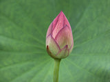 Nelumbo nucifera | Sacred Water Lotus | 5_Seeds