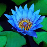 Nelumbo nucifera Blue | 5_Seeds