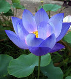 Nelumbo nucifera Blue | 5_Seeds