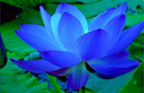 Nelumbo nucifera Blue | 5_Seeds