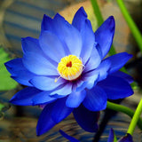 Nelumbo nucifera Blue | 5_Seeds
